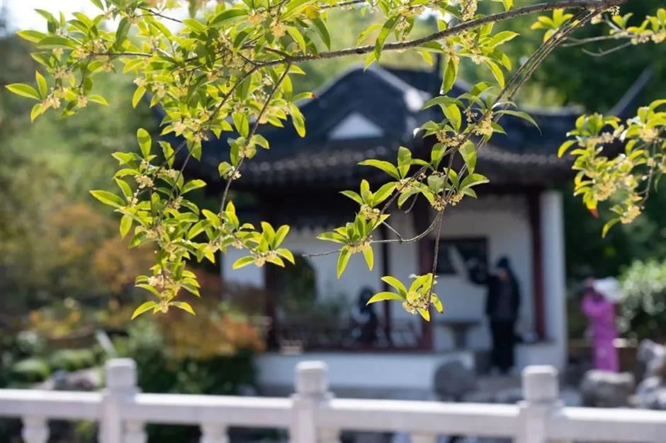 在上海这些古典园林寻秋赏桂,仪式感满满