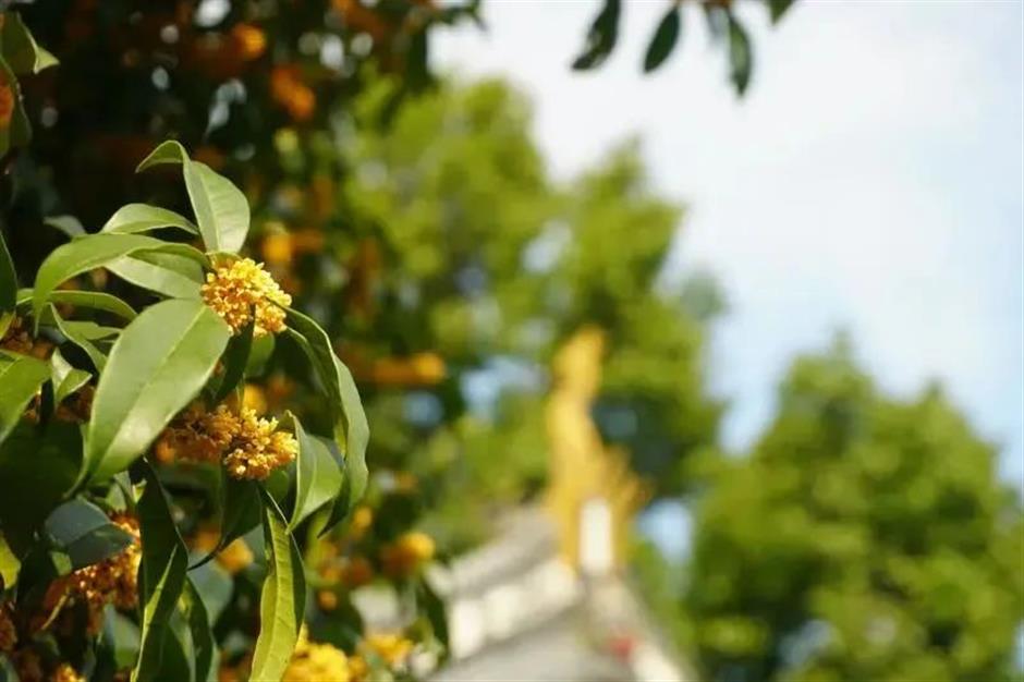 在上海这些古典园林寻秋赏桂,仪式感满满