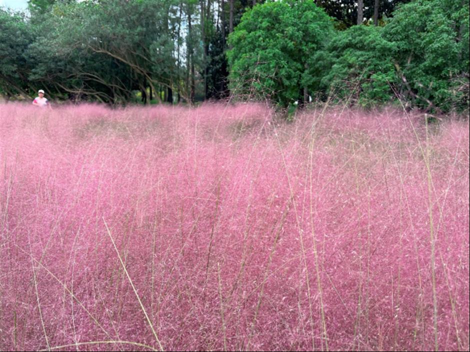 上海粉黛花海已上线!仙气十足,承包你的心动