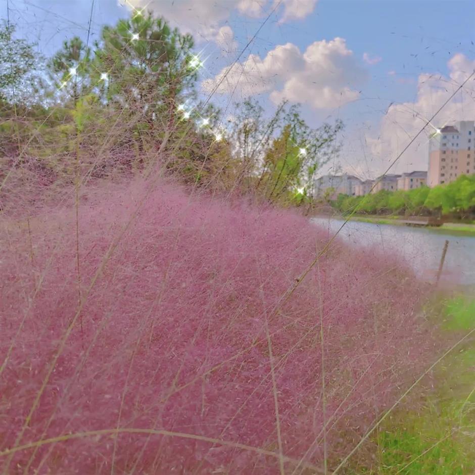 上海粉黛花海已上线!仙气十足,承包你的心动
