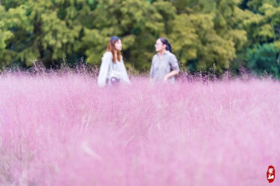上海粉黛花海已上线!仙气十足,承包你的心动