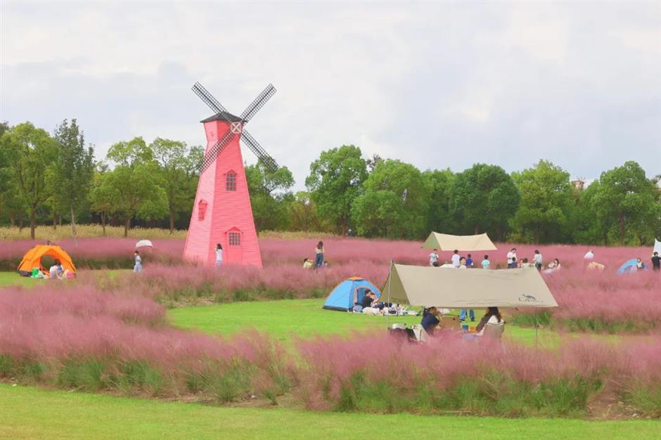 上海粉黛花海已上线!仙气十足,承包你的心动