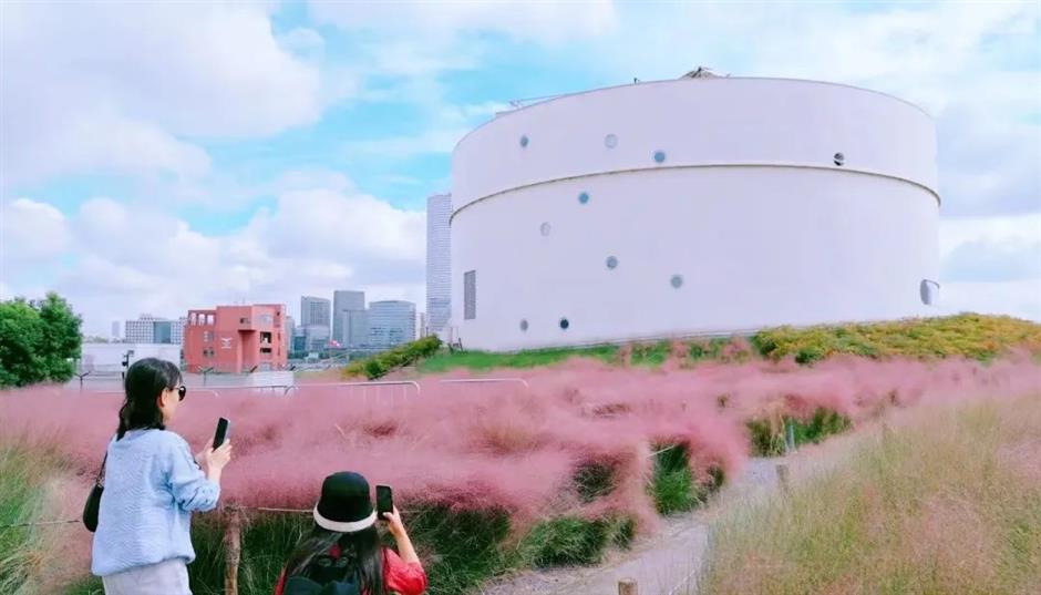 上海粉黛花海已上线!仙气十足,承包你的心动