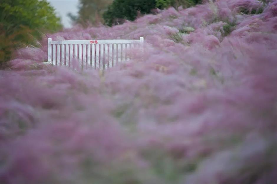 上海粉黛花海已上线!仙气十足,承包你的心动