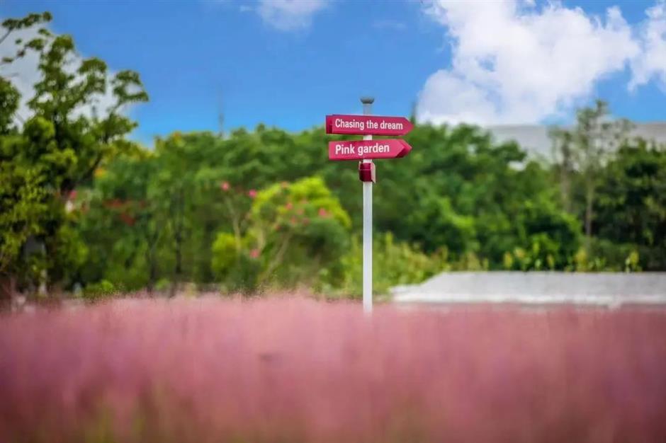 上海粉黛花海已上线!仙气十足,承包你的心动