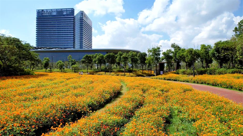 免费开放!超20000㎡花海浪漫绽放