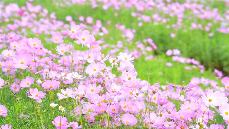 免费开放!超20000㎡花海浪漫绽放