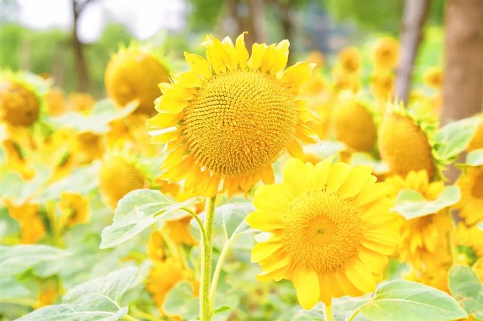 免费开放!超20000㎡花海浪漫绽放