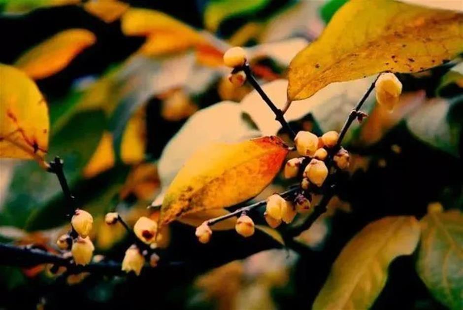 节气之美 | 霜降柿子红,时至秋日终