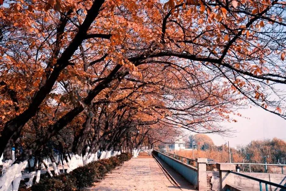 节气之美 | 霜降柿子红,时至秋日终