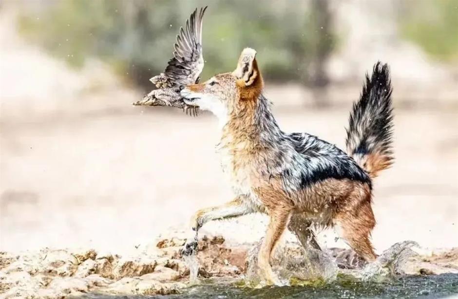 节气之美 | 霜降柿子红,时至秋日终