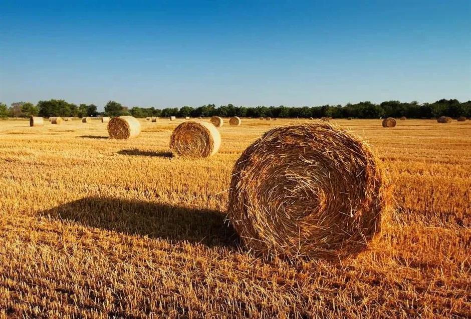 节气之美 | 霜降柿子红,时至秋日终