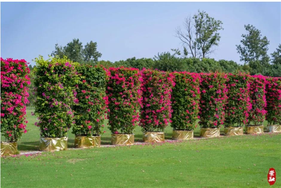 去沪郊打卡色彩繽紛的