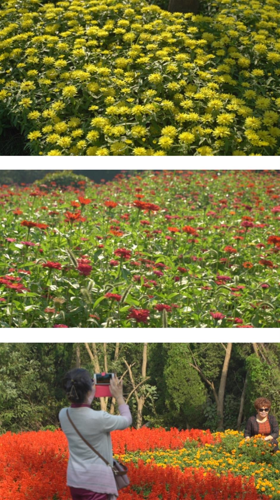 去沪郊打卡色彩繽紛的