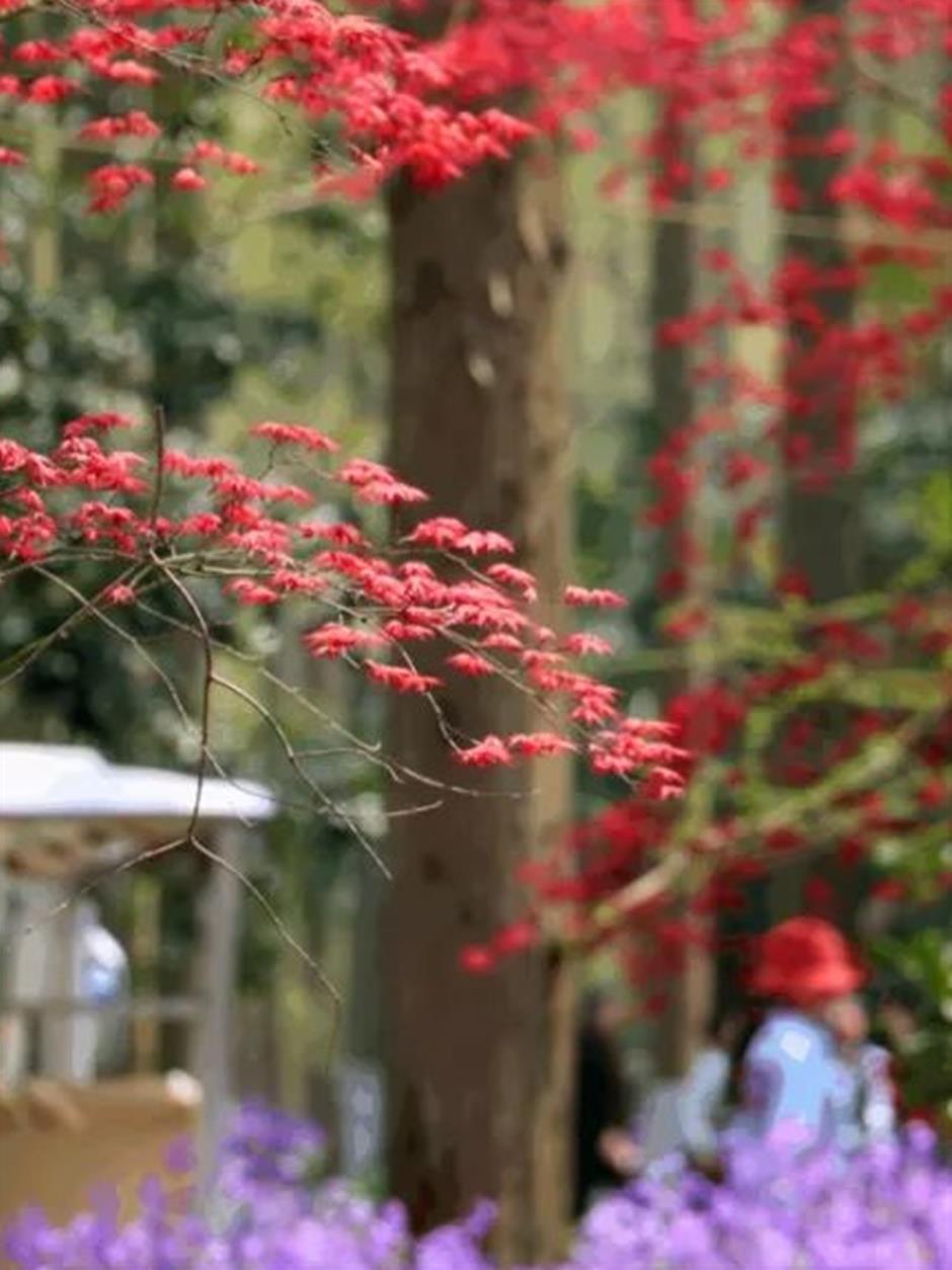 去沪郊打卡色彩繽紛的