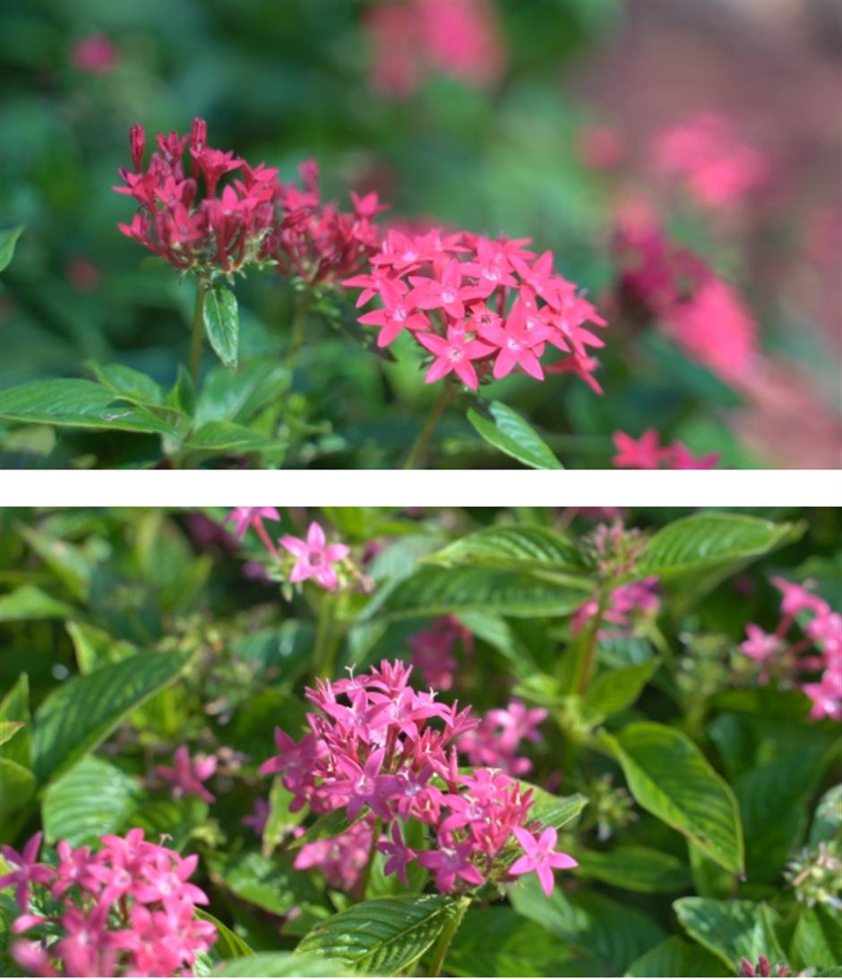 去沪郊打卡色彩繽紛的