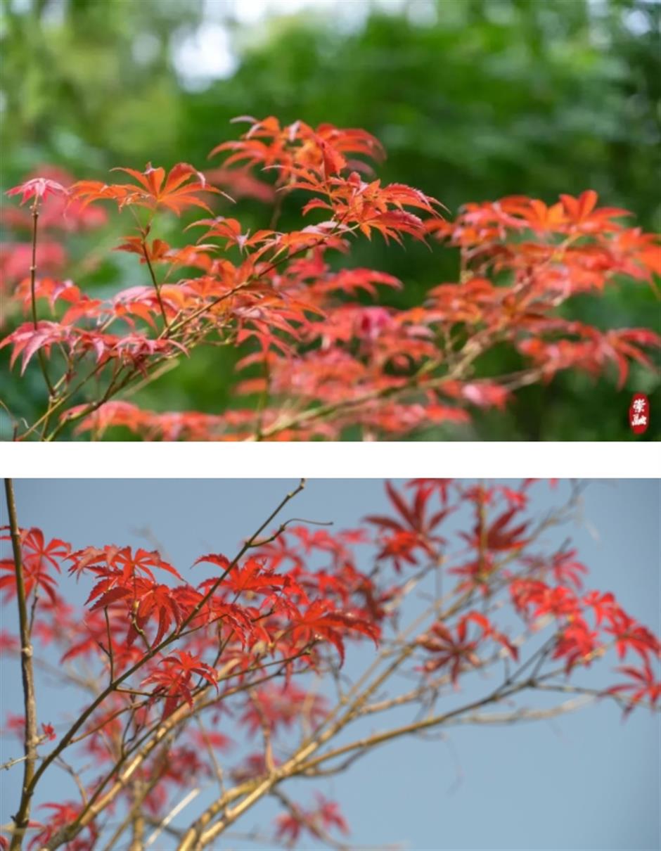 去沪郊打卡色彩繽紛的