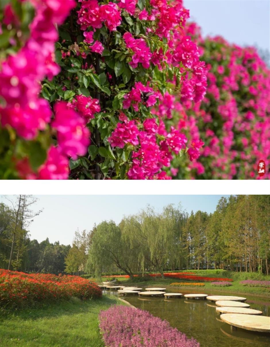 去沪郊打卡色彩繽紛的