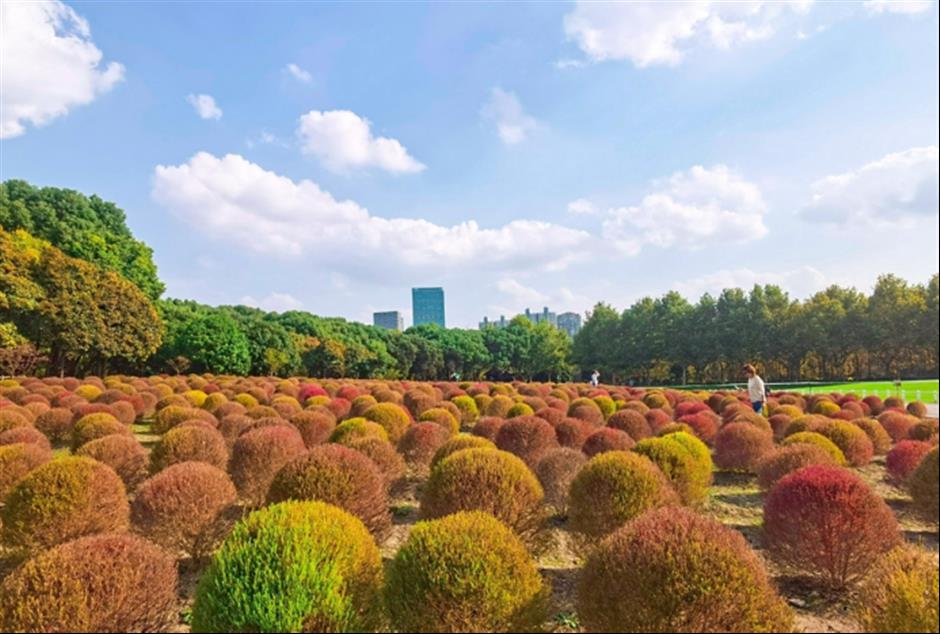 炫动秋色,高颜值打卡地上线
