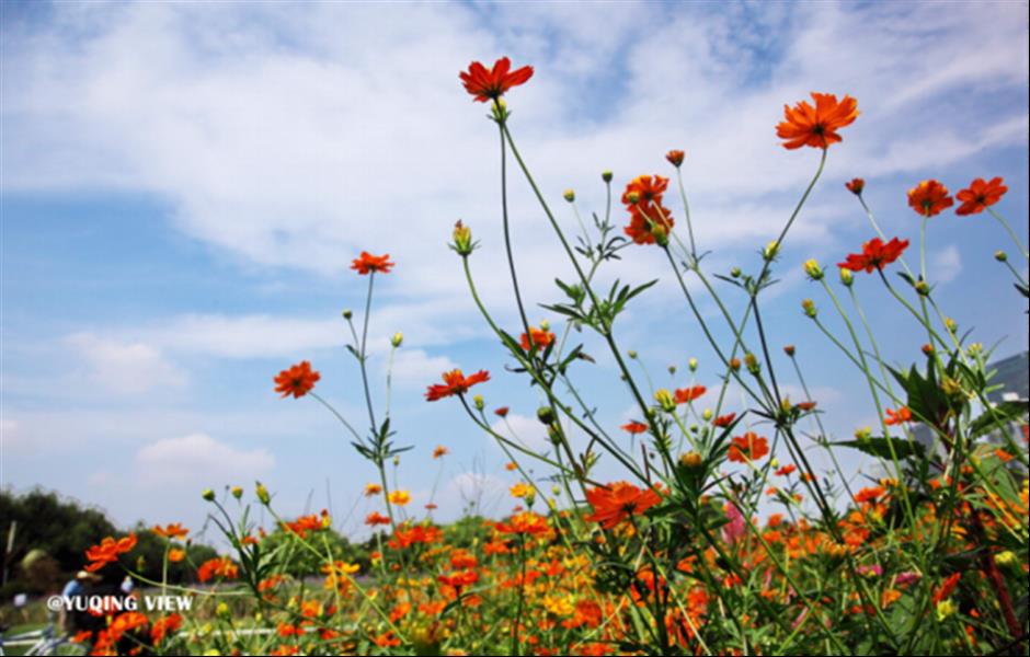 炫动秋色,高颜值打卡地上线