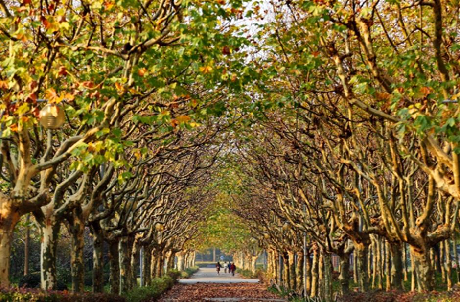 炫动秋色,高颜值打卡地上线