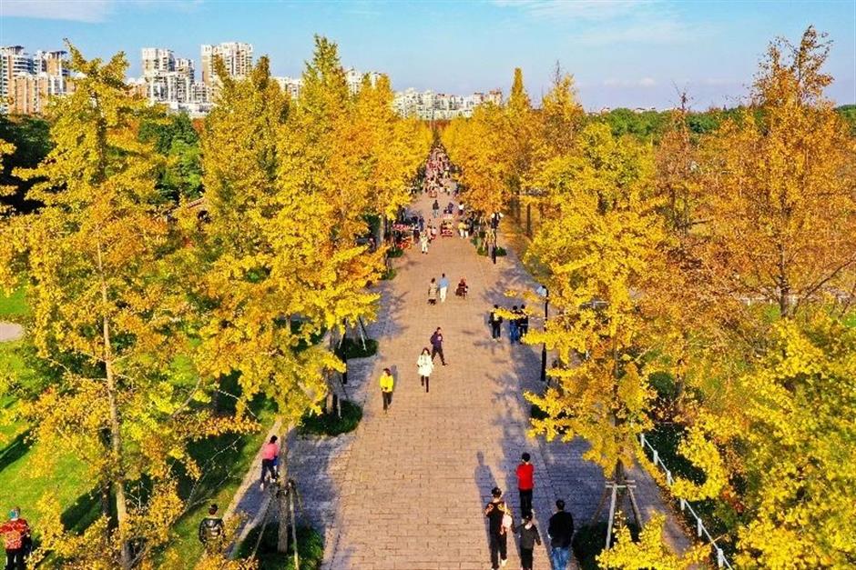 炫动秋色,高颜值打卡地上线