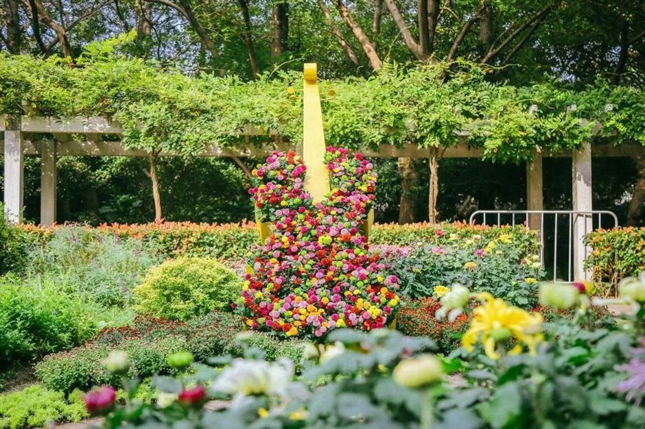 金秋沪上各大公园菊花展开幕,邀您共赏秋花烂漫