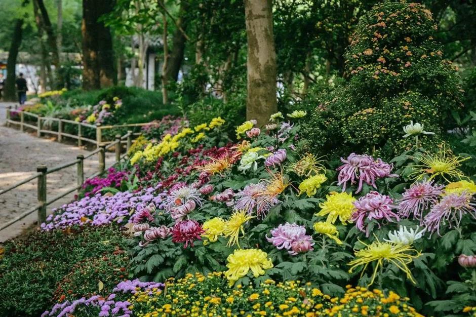 金秋沪上各大公园菊花展开幕,邀您共赏秋花烂漫