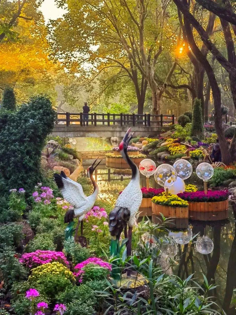 金秋沪上各大公园菊花展开幕,邀您共赏秋花烂漫
