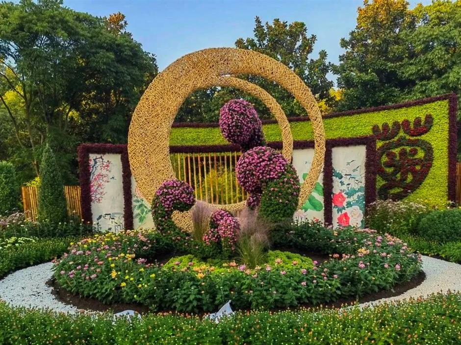金秋沪上各大公园菊花展开幕,邀您共赏秋花烂漫