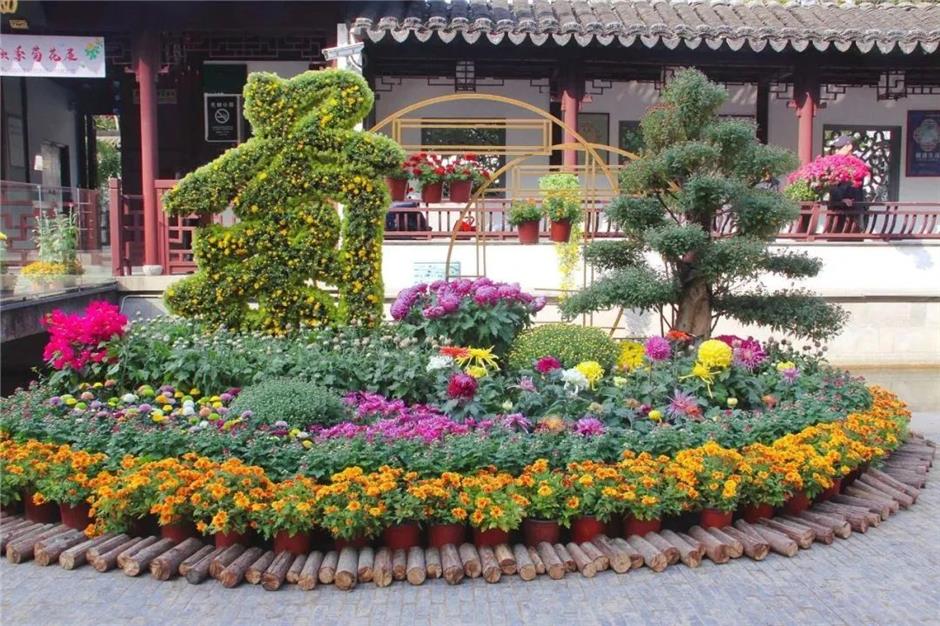 金秋沪上各大公园菊花展开幕,邀您共赏秋花烂漫