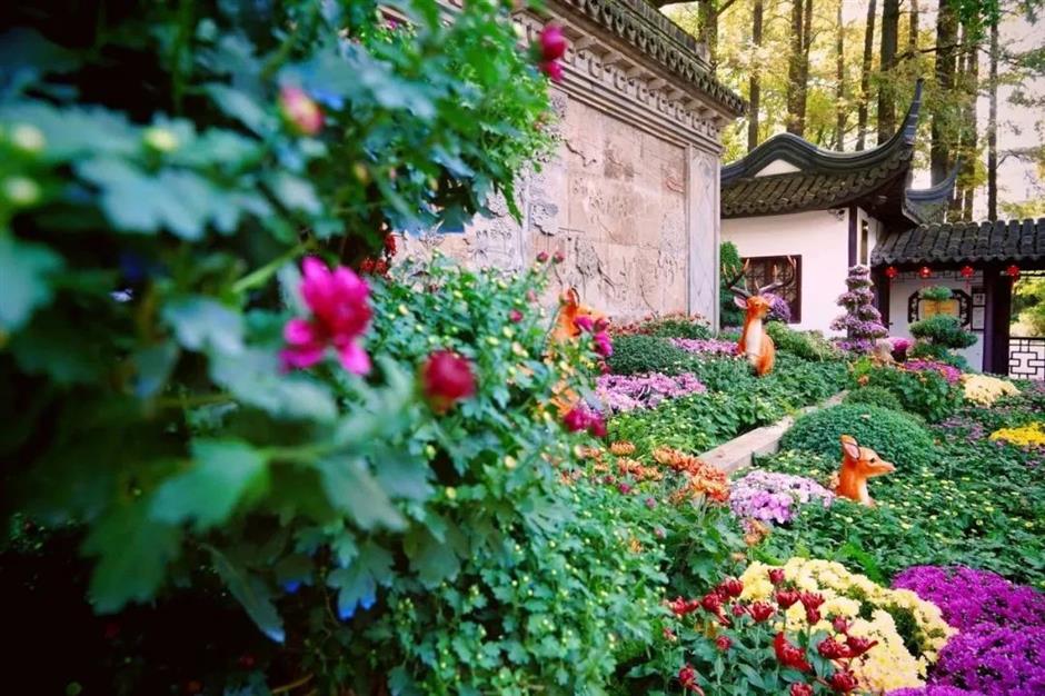 金秋沪上各大公园菊花展开幕,邀您共赏秋花烂漫