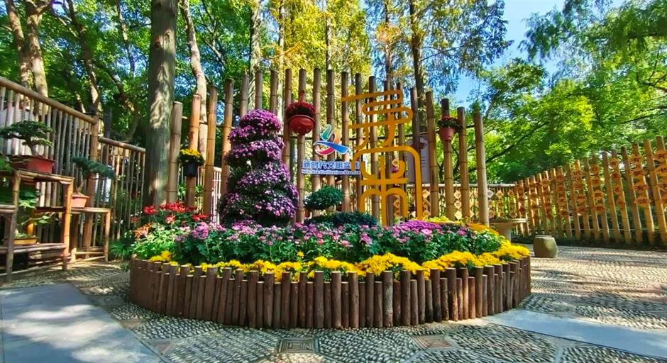 金秋沪上各大公园菊花展开幕,邀您共赏秋花烂漫
