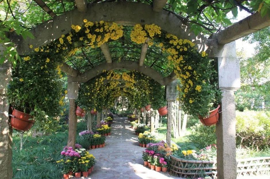 金秋沪上各大公园菊花展开幕,邀您共赏秋花烂漫