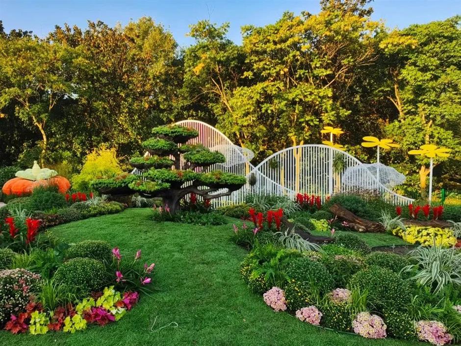 金秋沪上各大公园菊花展开幕,邀您共赏秋花烂漫