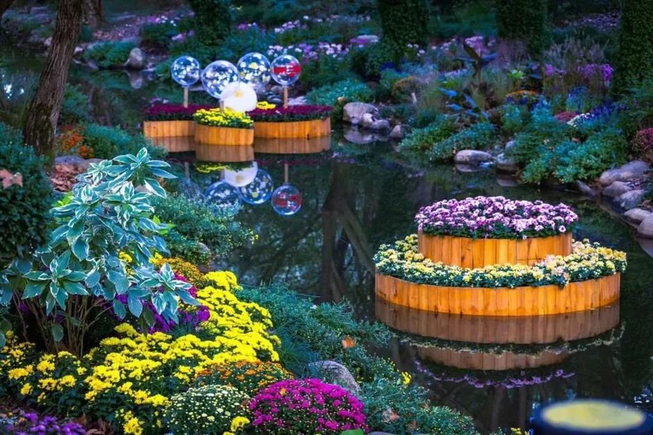 金秋沪上各大公园菊花展开幕,邀您共赏秋花烂漫