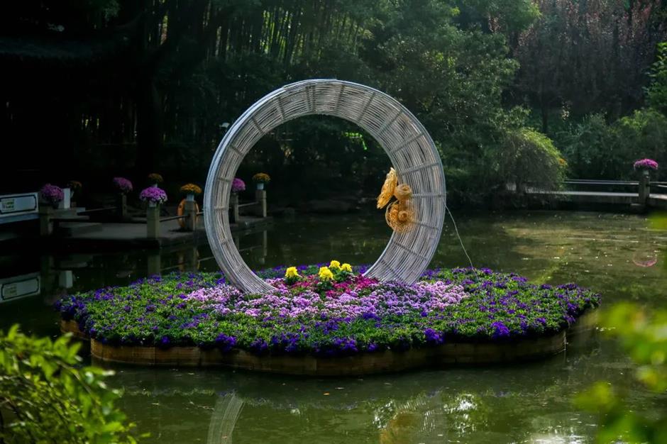 金秋沪上各大公园菊花展开幕,邀您共赏秋花烂漫