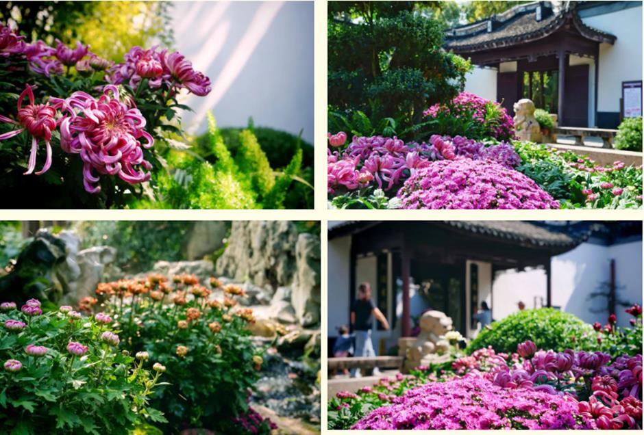 金秋沪上各大公园菊花展开幕,邀您共赏秋花烂漫