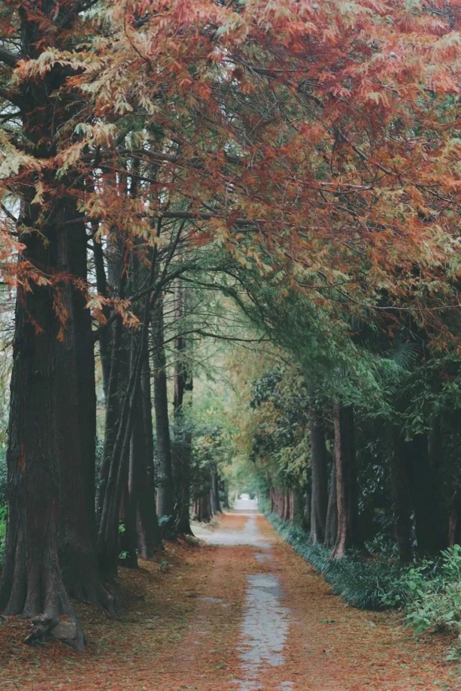 秋意渐浓,开始期待滨江的秋日美拉德