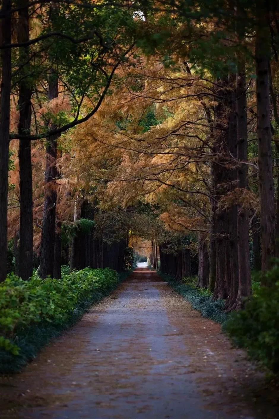 秋意渐浓,开始期待滨江的秋日美拉德