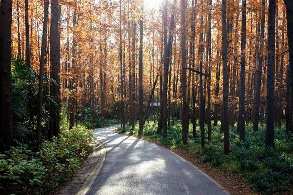 秋意渐浓,开始期待滨江的秋日美拉德
