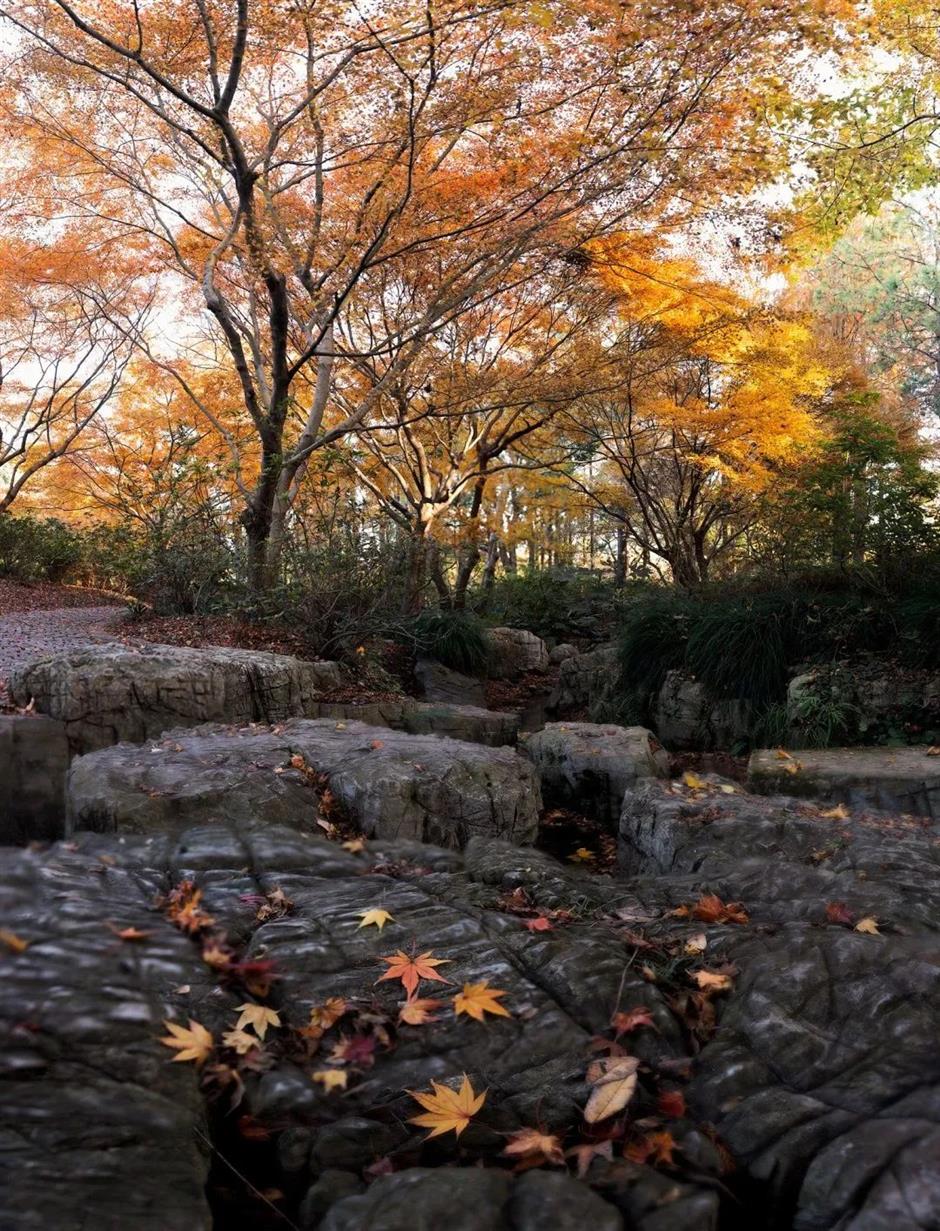 秋意渐浓,开始期待滨江的秋日美拉德