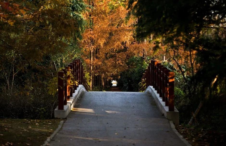 秋意渐浓,开始期待滨江的秋日美拉德