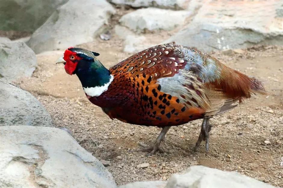 节气之美 | 倏忽秋色尽,寒意渐入冬