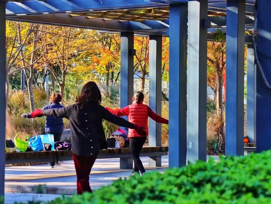 从樱花粉美到落叶黄!徐汇人家门口的中环绿廊,还在持续