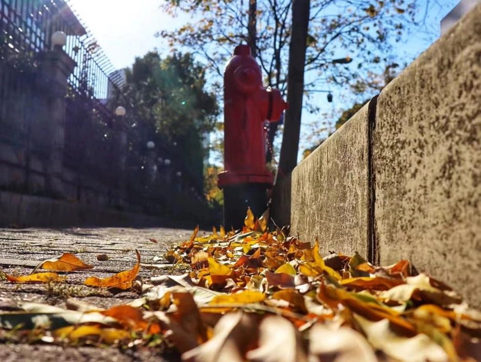 从樱花粉美到落叶黄!徐汇人家门口的中环绿廊,还在持续