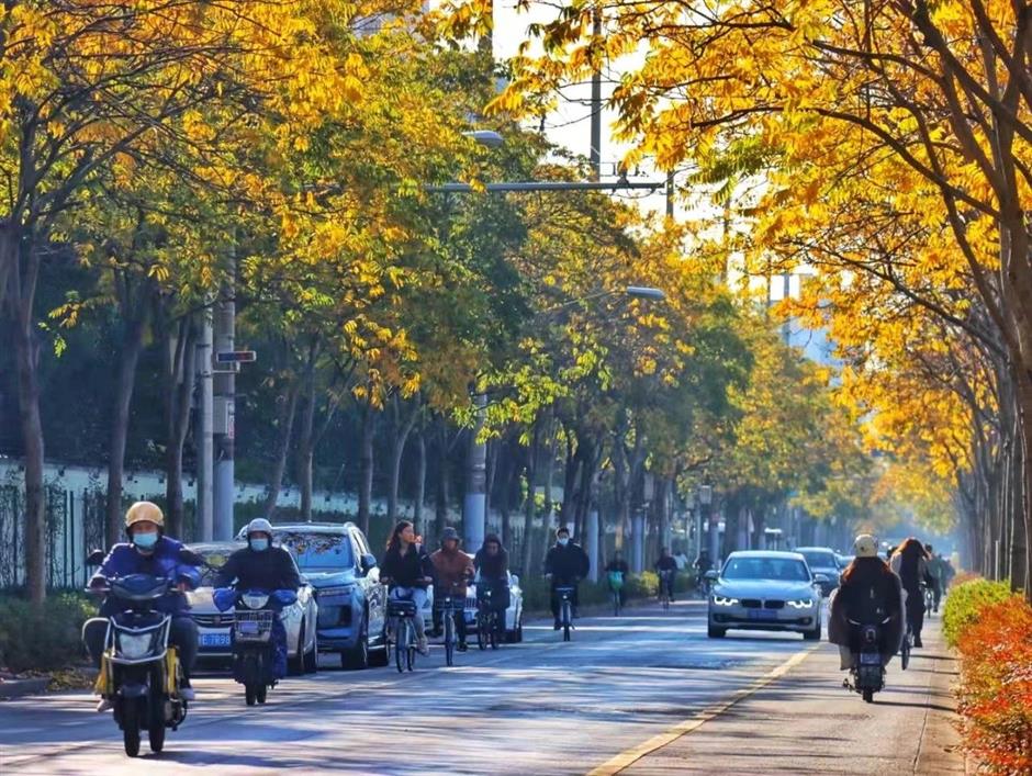 从樱花粉美到落叶黄!徐汇人家门口的中环绿廊,还在持续