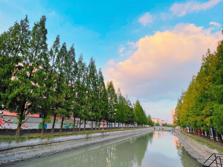 从樱花粉美到落叶黄!徐汇人家门口的中环绿廊,还在持续