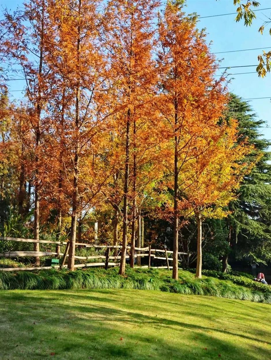从樱花粉美到落叶黄!徐汇人家门口的中环绿廊,还在持续