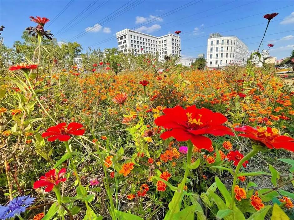 从樱花粉美到落叶黄!徐汇人家门口的中环绿廊,还在持续